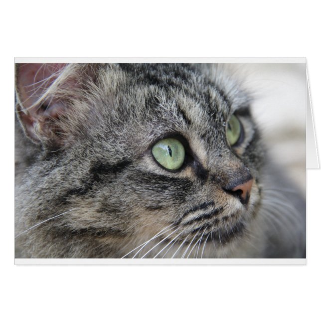 Chat avec de beaux yeux verts (Devant horizontal)