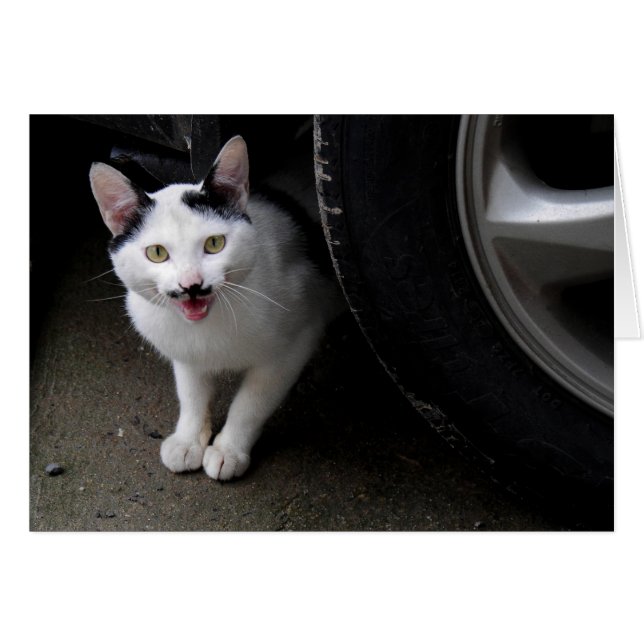 Chat avec Moustache (Devant horizontal)