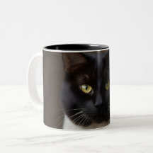Chat-Bild