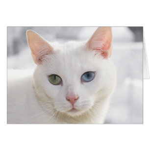 chat blanc aux yeux étranges