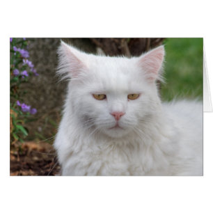 Chat blanc grave