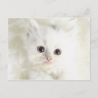 Chat blanc postkarte