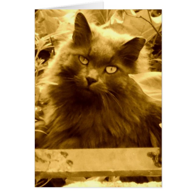 Chat bleu russe vintage (Devant)