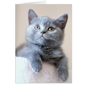 Chat britannique gris de Shorthair