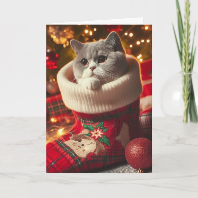 Chat britannique Shorthair dans une carte de Noël  (Devant)