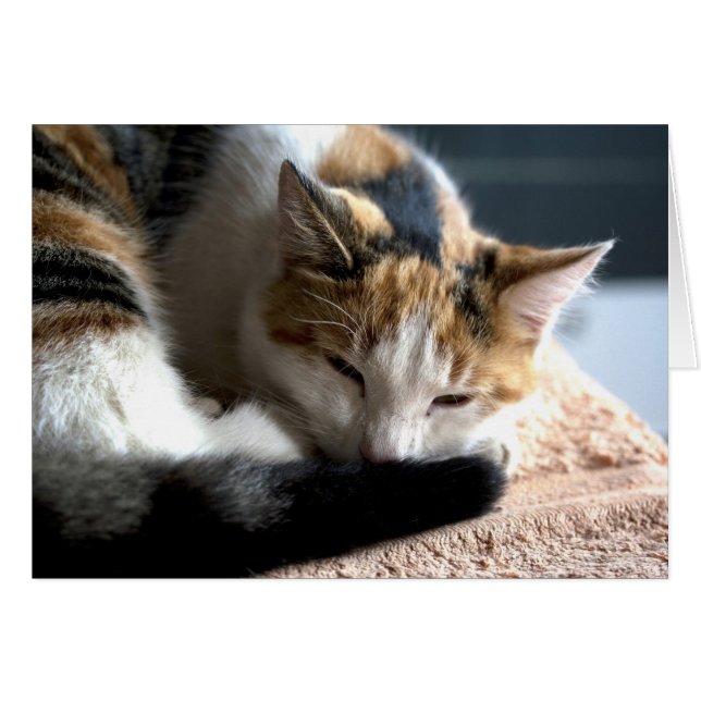 Chat Calico (Devant horizontal)