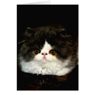 Chat chaton blanc noir mignon