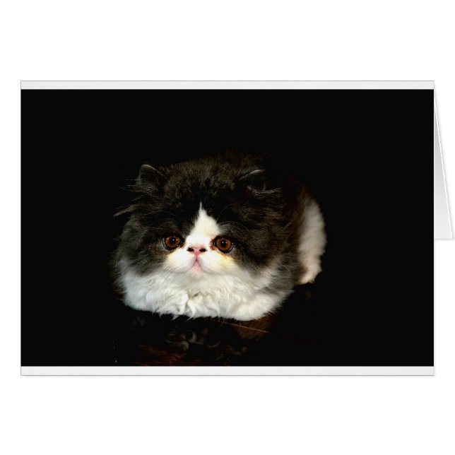 Chat chaton blanc noir mignon (Devant horizontal)