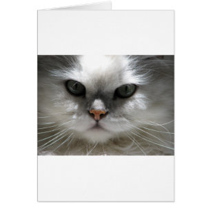 Chat Chinchilla Perse