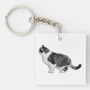 Chat Compact, Regard Doux