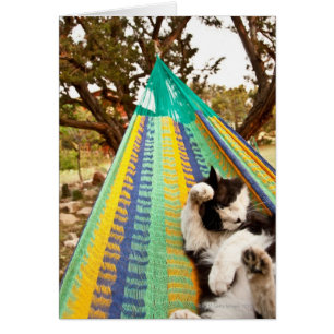 Chat couché dans un hamac maya mexicain