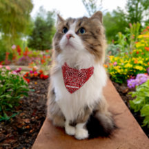 Chat Cowboy Personnalisé Paisley Rouge