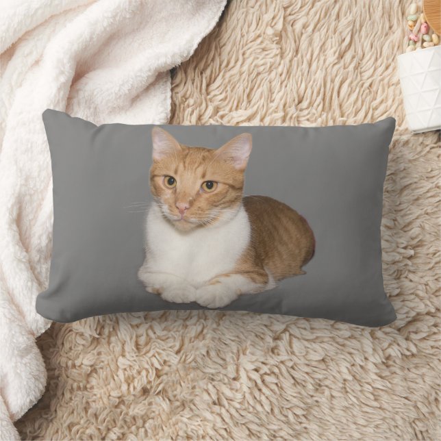 CHAT CUDDLE GINGER & COUSSINS BLANCS (Couverture)