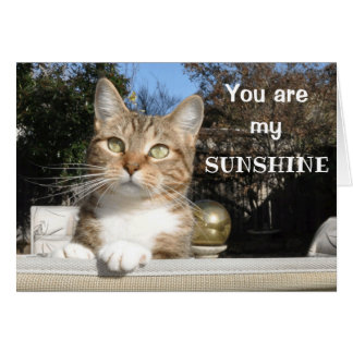 Chat dans la carte de soleil