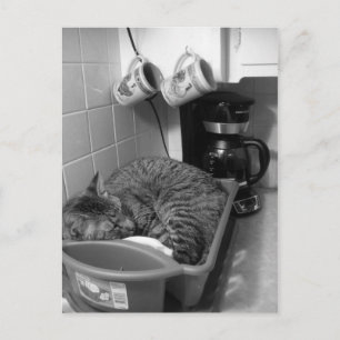 Chat dans la vidange de boîte Carte postale