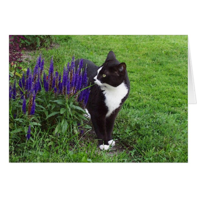 Chat dans le jardin (Devant horizontal)