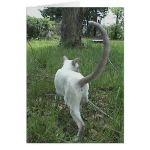 Chat dans l'herbe II