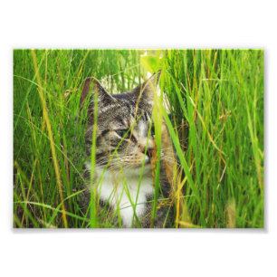 Chat dans l'herbe Photo