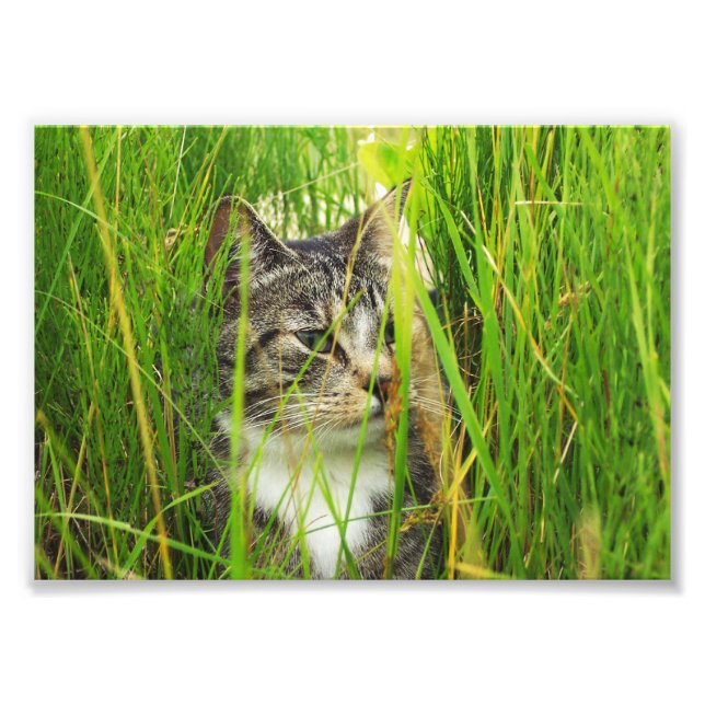 Chat dans l'herbe Photo (Devant)