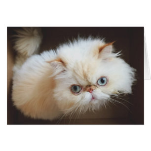 Chat dans une boîte