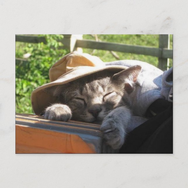 Chat Dans Une Carte Postale Casquette (Devant)