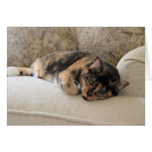 Chat de calicot somnolent, notes vides