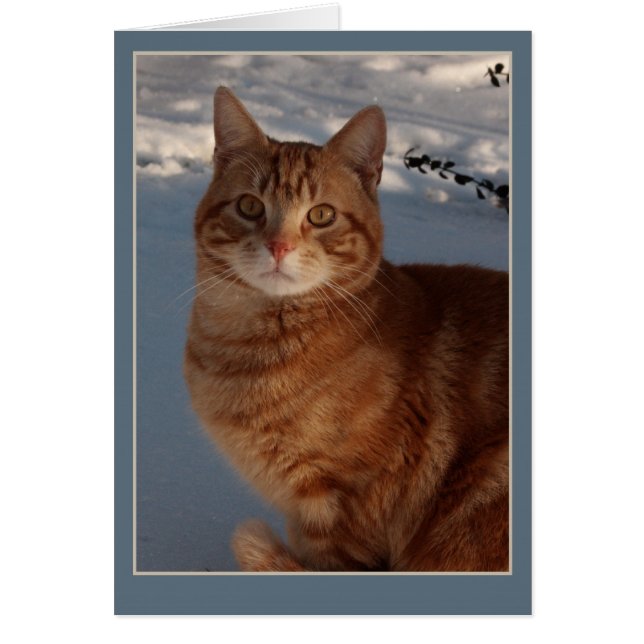 Chat de neige (Devant)