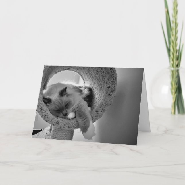 Chat de poupée, carte (Devant)