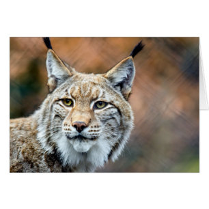 Chat de prédateur de faune de chat sauvage de Lynx