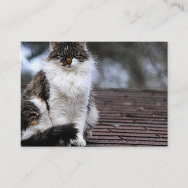 Chat de Ragdoll sur des cartes de visite de toit (Devant)