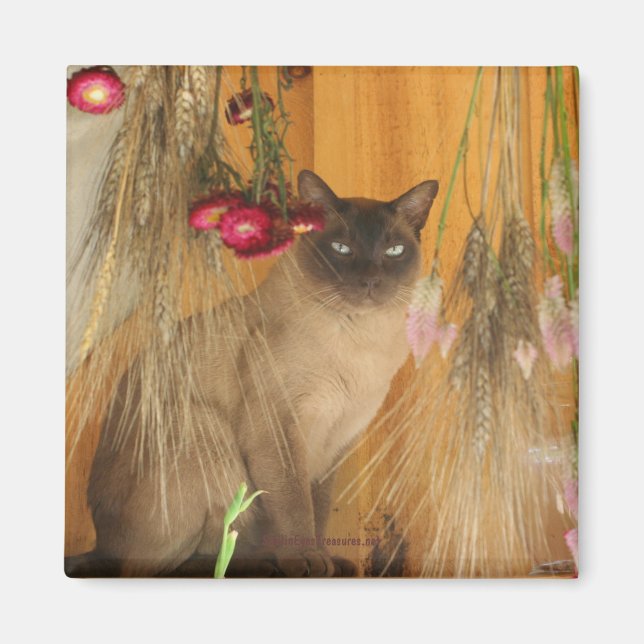 Chat de Siamese Poster de la photo d'animal Magnet (Devant)