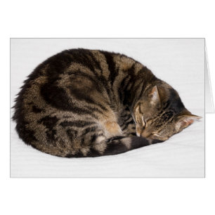 Chat de sommeil