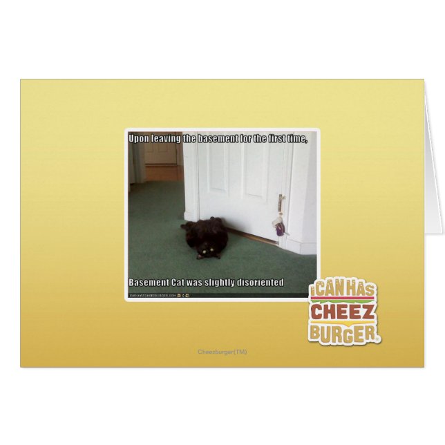 Chat de sous-sol, légèrement désorienté (Devant horizontal)