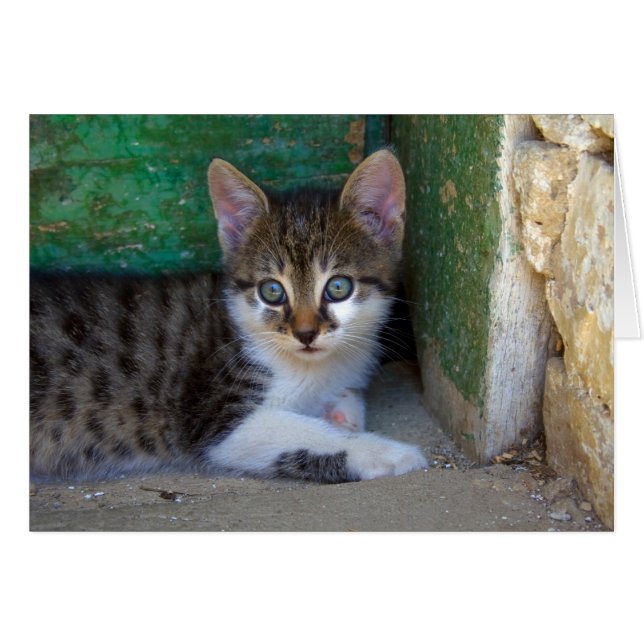 Chat de tigre doux bébé (Devant horizontal)