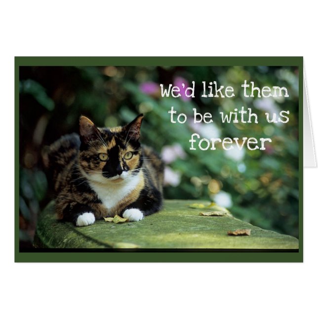 Chat de Tortie sur le banc de jardin - sympathie (Devant horizontal)