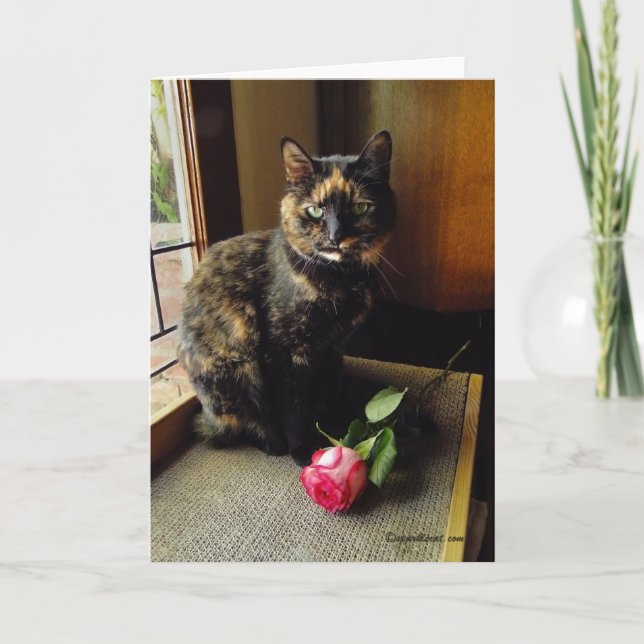 Chat d'écaille et carte de voeux rose (Devant)
