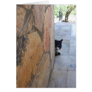 CHAT DÉTECTIF DERRIÈRE LE MUR DE PIERRE