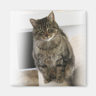 Chat doux, mignon, amical Magnet