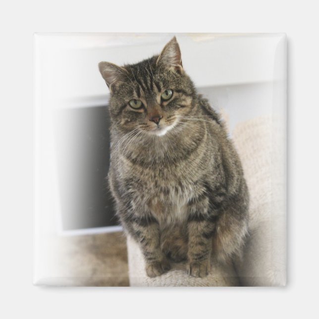 Chat doux, mignon, amical Magnet (Devant)