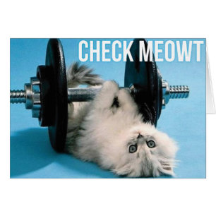 Chat drôle mignon de gymnase - vérifiez Meowt