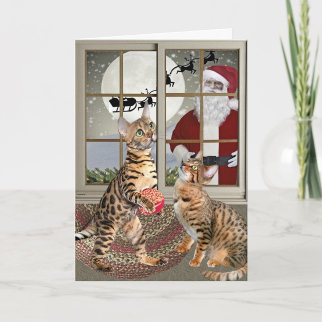 Chat du Bengale observant des cartes de Père Noël (Devant)