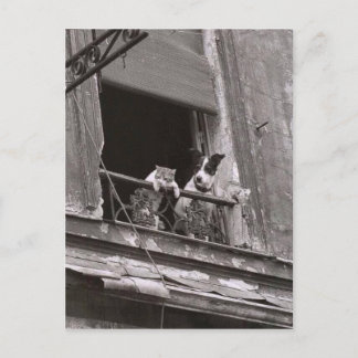 Chat et chien - Robert Doisneau Postkarte