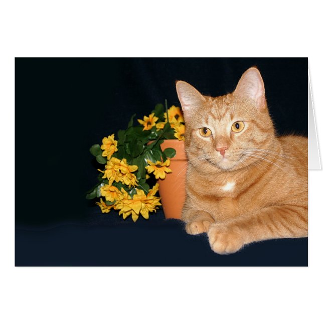 Chat et fleurs (Devant horizontal)