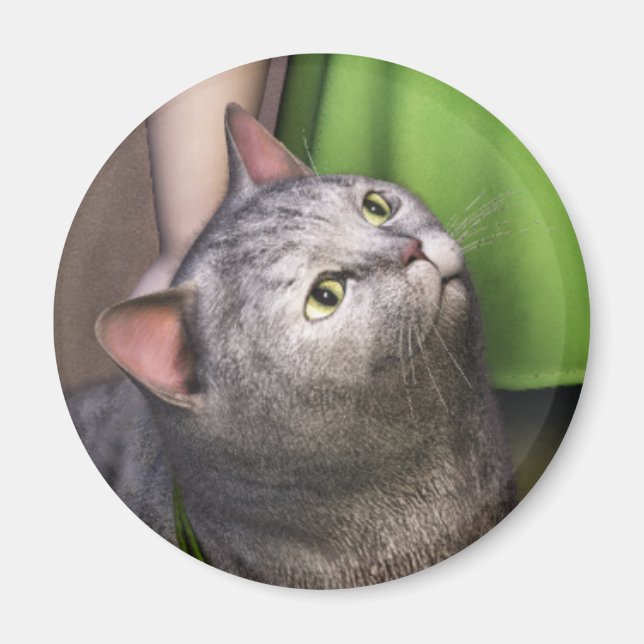 Chat Gris 3 Magnet (Devant)
