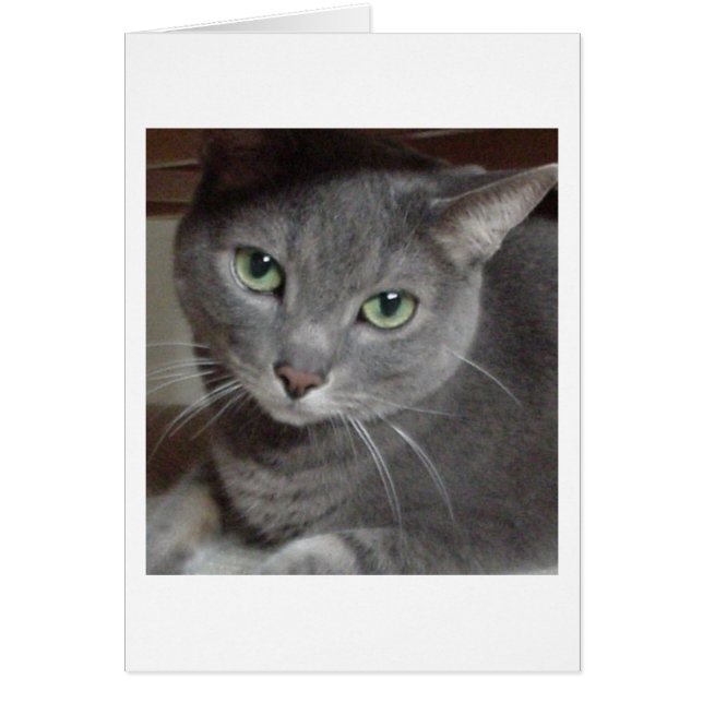 Chat gris bleu russe (Devant)