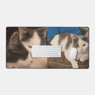 "Chat gris et blanc"