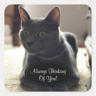 Chat gris pensant à vous autocollants