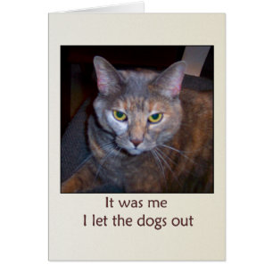 Chat Laissez Les Chiens Sortir
