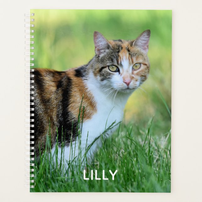 Chat marron et blanc (Devant)