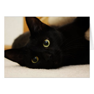 Chat noir